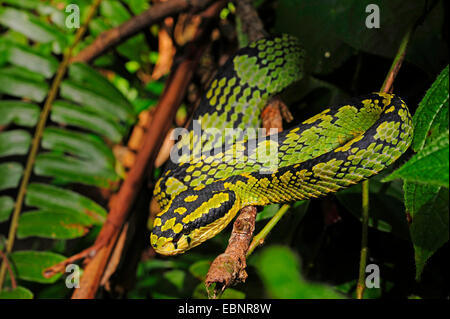 Sri Lanka Grubenotter, Ceylon Grubenotter (Trimeresurus Trigonocephalus), Porträt, Sri Lanka, Sinharaja Forest National Park Stockfoto