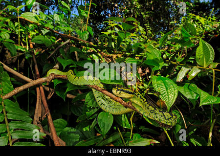 Sri Lanka Grubenotter, Ceylon-Grubenotter (Trimeresurus Trigonocephalus), liegend auf einem Zweig, Sri Lanka, Sinharaja Forest National Park Stockfoto