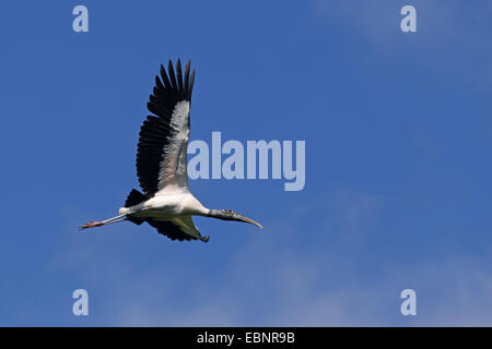 Amerikanische Holz Ibis (Mycteria Americana), fliegende Vogel, USA, Florida, Corkscrew Swamp Sanctuary Stockfoto