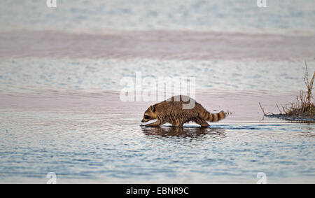 gemeinsamen Waschbär (Procyon Lotor), Flachwasser, USA, Florida, Merritt Insel Racoon durchläuft. Stockfoto