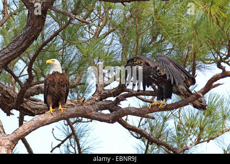 Weißkopfseeadler (Haliaeetus Leucocephalus), Altvogel sitzt mit einem jungen Adler in einer Kiefer, Jungvogel macht Flug Übungen, USA, Florida Stockfoto