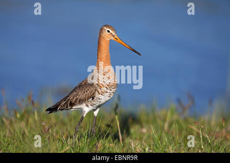 Uferschnepfe (Limosa Limosa), männliche steht am Seeufer, Niederlande, Friesland Stockfoto