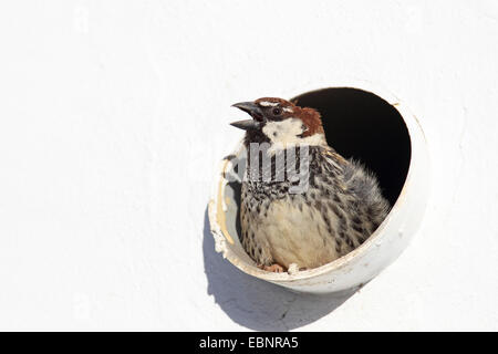 Spanische Sperling (Passer Hispaniolensis), männliche sitzt bei der Zucht auf eine Außenwand des Hauses und fordert, Kanarische Inseln, Fuerteventura Stockfoto