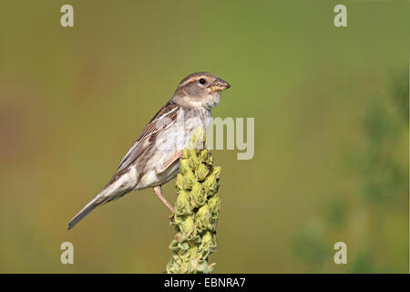 Spanische Sperling (Passer Hispaniolensis), sitzt auf einer Königskerze, Bulgarien, Kap Kaliakra weiblich Stockfoto