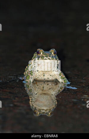 Grüne Kröte sitzt bunt Kröte (Bufo Viridis), männliche im seichten Wasser an dunklen, Spiegelbild, Bulgarien, Kap Kaliakra Stockfoto