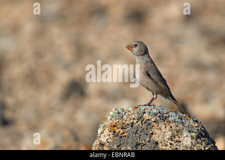 Trumpeter Finch (Rhodopechys Githaginea, Bucanetes Githagineus), steht auf einem Stein, Kanarischen Inseln, Fuerteventura Stockfoto