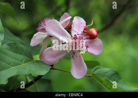 Achiote, Annatto, Lippenstift Baum, Urucum (Bixa Orellana), Blumen, Tansania, Sansibar Stockfoto