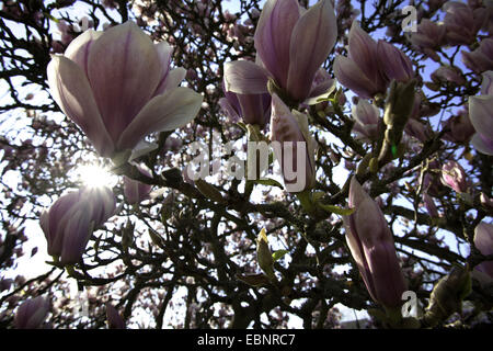 Untertasse Magnolie (Magnolia X soulangiana, Magnolia Soulangiana, X soulangeana Magnolia, Magnolia Soulangeana), Knospen und Blüten im Sonnenlicht, Deutschland, Thüringen Stockfoto