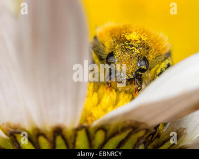 Biene Chafer, Biene Käfer (Trichius Fasciatus), Essen Pollen von einem Ochsen-Auge Gänseblümchen, Deutschland Stockfoto