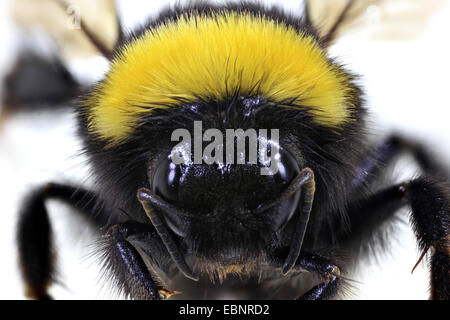 kleinen Garten Hummel (Bombus Hortorum), Makroaufnahme des Kopfes Stockfoto