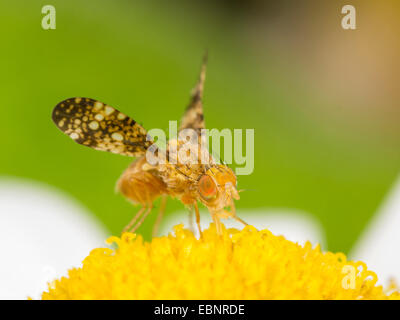 Getrübte Schafgarbe fliegen (Oxyna Flavipennis), männliche auf Ochsen-Auge Gänseblümchen ernähren sich von Pollen, Deutschland Stockfoto