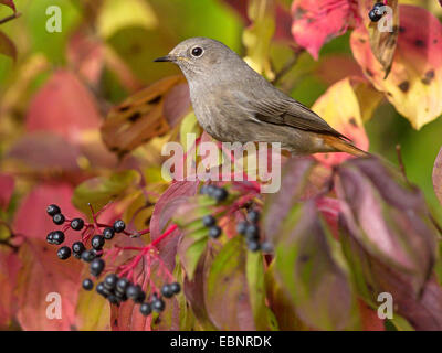 Hausrotschwanz (Phoenicurus Ochruros), weibliche Fütterung Beeren des gemeinsamen Hartriegel, Cornus sanguineaund, Deutschland Stockfoto