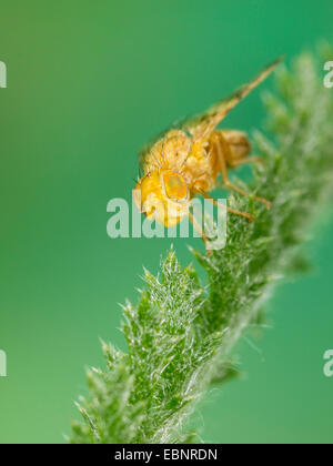 Getrübte Schafgarbe fliegen (Oxyna Flavipennis), männliche auf einem Blatt Schafgarbe, Deutschland Stockfoto