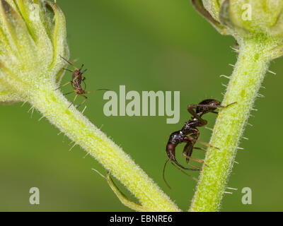 Samsel Bug (Himacerus Mirmicoides), alte Larve Jagd Blattläuse auf Crepis, Deutschland Stockfoto