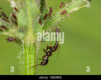 Samsel Fehler (Himacerus Mirmicoides), alte Larve frisst erfassten Blattlaus auf Crepis, Deutschland Stockfoto