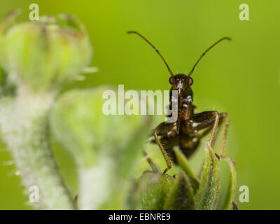 Samsel Bug (Himacerus Mirmicoides), Himacerus Mirmicoides - alte Larve Jagd Insicts auf Crepis, Deutschland Stockfoto