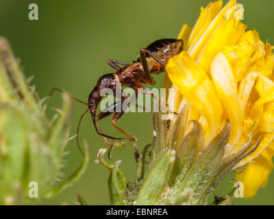 Samsel Fehler (Himacerus Mirmicoides), Himacerus Mirmicoides - alte Larve Jagd Insicts auf Crepis /, Deutschland Stockfoto