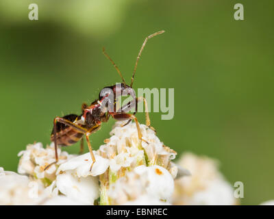 Samsel Bug (Himacerus Mirmicoides), alte Larve, die Jagd auf einen gemeinsamen Schafgarbe, Deutschland Stockfoto