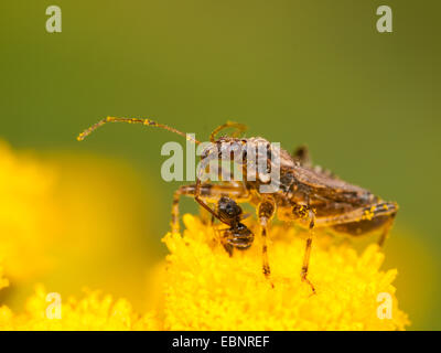 Samsel Fehler (Himacerus Mirmicoides), erwachsenes Weibchen frisst erfassten Ameise auf Rainfarn, Deutschland Stockfoto