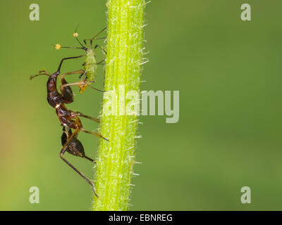 Samsel Fehler (Himacerus Mirmicoides), alte Larve frisst erfassten Blattlaus auf Crepis, Deutschland Stockfoto