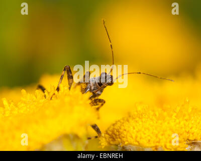 Samsel Bug (Himacerus Mirmicoides), erwachsenes Weibchen Jagd auf Rainfarn, Deutschland Stockfoto