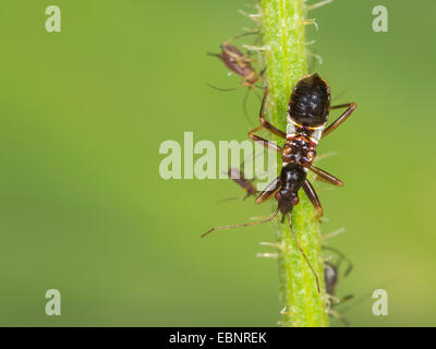 Samsel Fehler (Himacerus Mirmicoides), alte Larve frisst erfassten Blattlaus auf Crepis, Deutschland Stockfoto