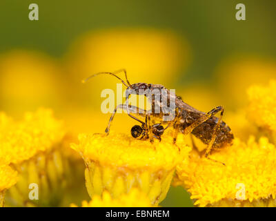 Samsel Fehler (Himacerus Mirmicoides), erwachsenes Weibchen frisst erfassten Ameise auf Rainfarn, Deutschland Stockfoto