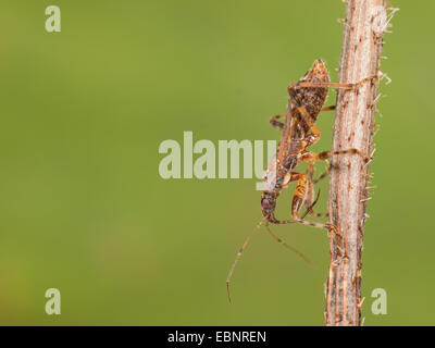 Samsel Fehler (Himacerus Mirmicoides), weibliche Jagd auf Crepis, Deutschland Stockfoto