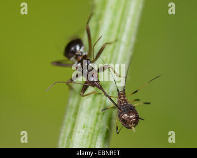 Samsel Fehler (Himacerus Mirmicoides), alte Larve frisst erfassten Blattlaus auf Crepis, Deutschland Stockfoto