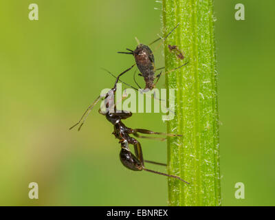 Samsel Fehler (Himacerus Mirmicoides), alte Larve frisst erfassten Blattlaus auf Crepis, Deutschland Stockfoto