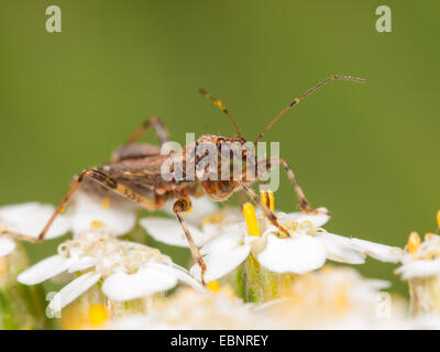 Samsel Bug (Himacerus Mirmicoides), erwachsenes Weibchen Jagd auf einen gemeinsamen Schafgarbe, Deutschland Stockfoto