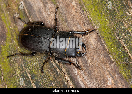 Geringerem Hirschkäfer (Dorcus Parallelipipedus), zu Fuß auf Totholz, Deutschland Stockfoto