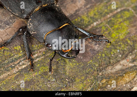 Geringerem Hirschkäfer (Dorcus Parallelipipedus) auf Totholz, Nahaufnahme des Kopfes, Deutschland Stockfoto