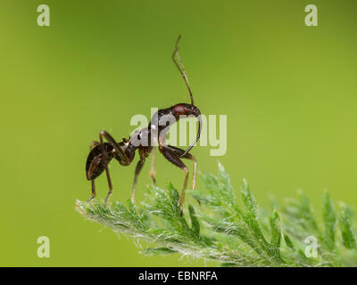 Samsel Bug (Himacerus Mirmicoides), alte Larve, die Jagd auf einen gemeinsamen Schafgarbe, Deutschland Stockfoto