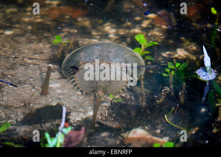 Pfeilschwanzkrebse (Limulus Polyphemus), im flachen Wasser, USA, Florida, j.n. Ding Darling National Wildlife Refuge, Fort Meyers Stockfoto