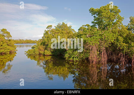 Mangroven von Sanibel Island im Abendlicht, USA, Florida, j.n. Ding Darling National Wildlife Refuge, Fort Meyers Stockfoto