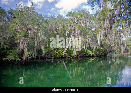 alten Mannes Bart, spanischem Moos (Tillandsia Usneoides), Bäume mit spanischen Moose an der Flussufer, USA, Florida, Blue Spring State Park Stockfoto