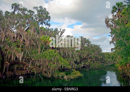 alten Mannes Bart, spanischem Moos (Tillandsia Usneoides), Bäume mit spanischen Moose an der Flussufer, USA, Florida, Blue Spring State Park Stockfoto