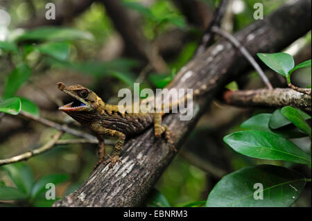 Tennent der Blatt-gerochene Eidechse (Ceratophora Tennentii), droht mit Mund offen, Sri Lanka, Knuckles Forest Range Stockfoto