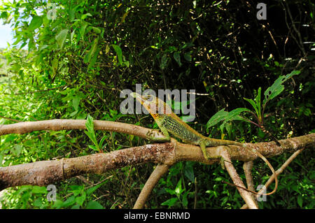 Tennent der Blatt-gerochene Eidechse (Ceratophora Tennentii), auf einen Zweig, Sri Lanka, Knuckles Forest Range Stockfoto