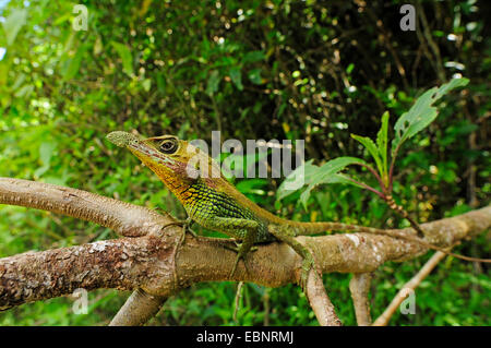 Tennent der Blatt-gerochene Eidechse (Ceratophora Tennentii), auf einem Ast, Sri Lanka Stockfoto