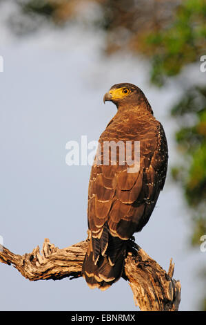 Crested Schlange Adler (Spilornis Cheela), sitzt auf einem Ast, Sri Lanka, Wilpattu Nationalpark Stockfoto