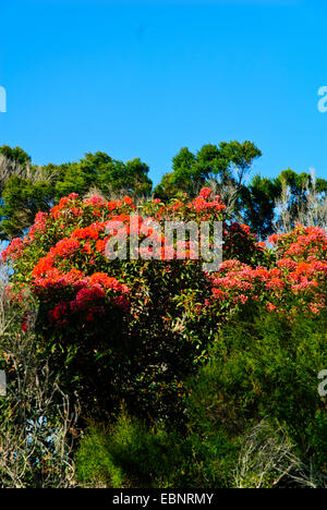 Walpole Landschaften, Strände, Wald, Landwirtschaft, Flora & Fauna, Bäume in Blüte, South Western Australia Stockfoto