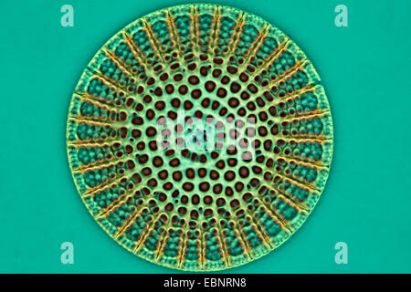 fossilen Diatomee im Phasenkontrast- und Interferenz-Kontrast Stockfoto