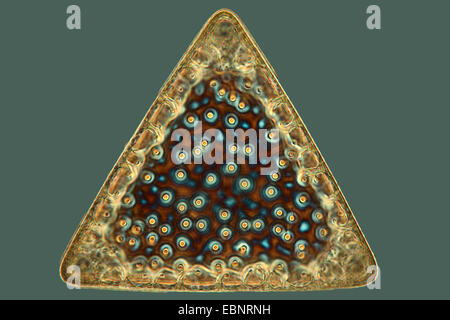 fossilen Diatomee im Phasenkontrast- und Interferenz-Kontrast Stockfoto