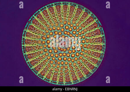 fossilen Diatomee im Phasenkontrast- und Interferenz-Kontrast Stockfoto