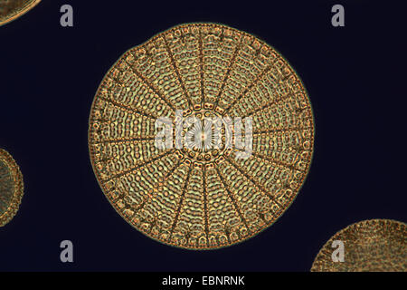 fossilen Diatomee im Phasenkontrast- und Interferenz-Kontrast Stockfoto