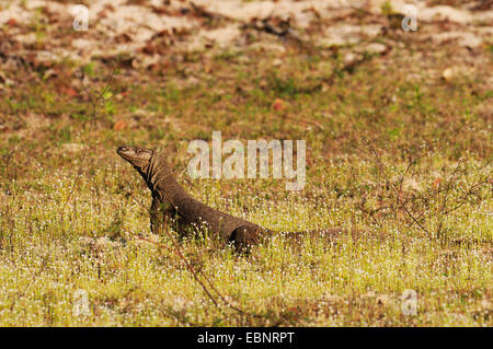 Bengal-Monitor, indische Monitor, gemeinsamen Monitor (Varanus Bengalensis), in eine blühende Wiese, Sri Lanka, Wilpattu Nationalpark Stockfoto