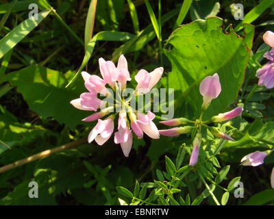 Crown Vetch, nachgestellte Crownvetch, Krone-Futterwicke (Securigera Varia, Coronilla Varia), blühen, Deutschland Stockfoto