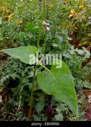 Klettern Buchweizen, schwarz Ackerwinde (Fallopia Convolvulus, Polygonum Convolvulus, Bilderdykia Convolvulus), blühen, Deutschland Stockfoto